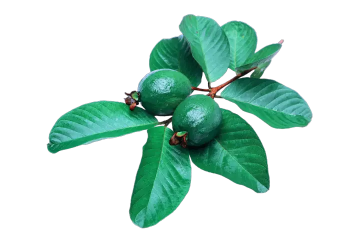 guava leaves and hair loss guava leaves and hair loss