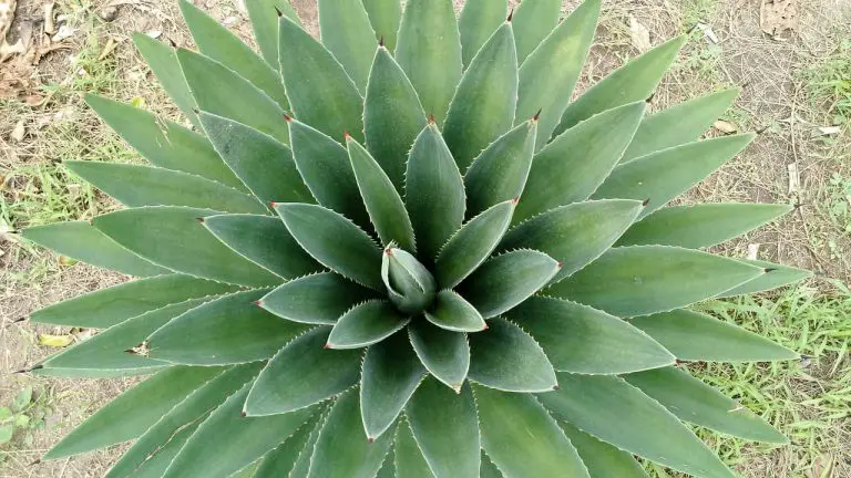 How to Help Stop Hair Loss With Aloe Vera Gel