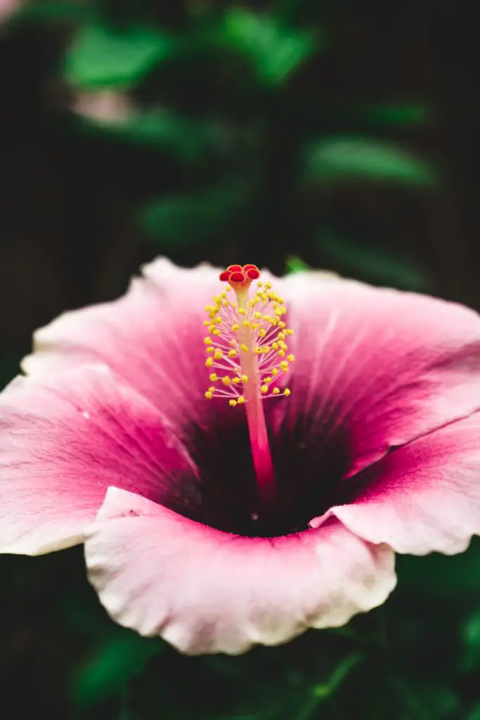 hibiscus powder for hair growth