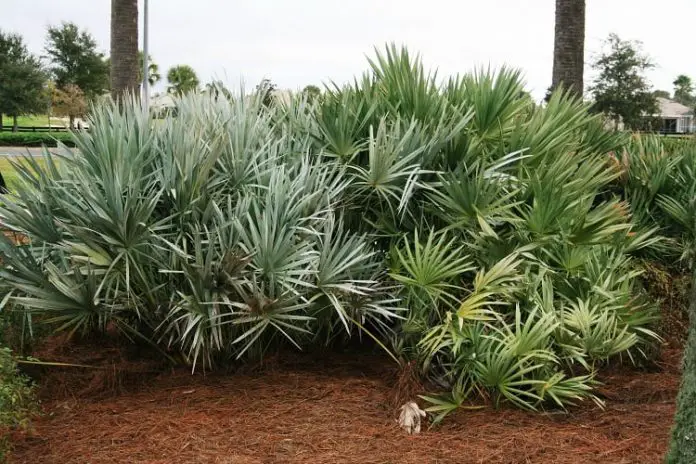 saw palmetto for hair loss treatment saw palmetto for hair loss treatment