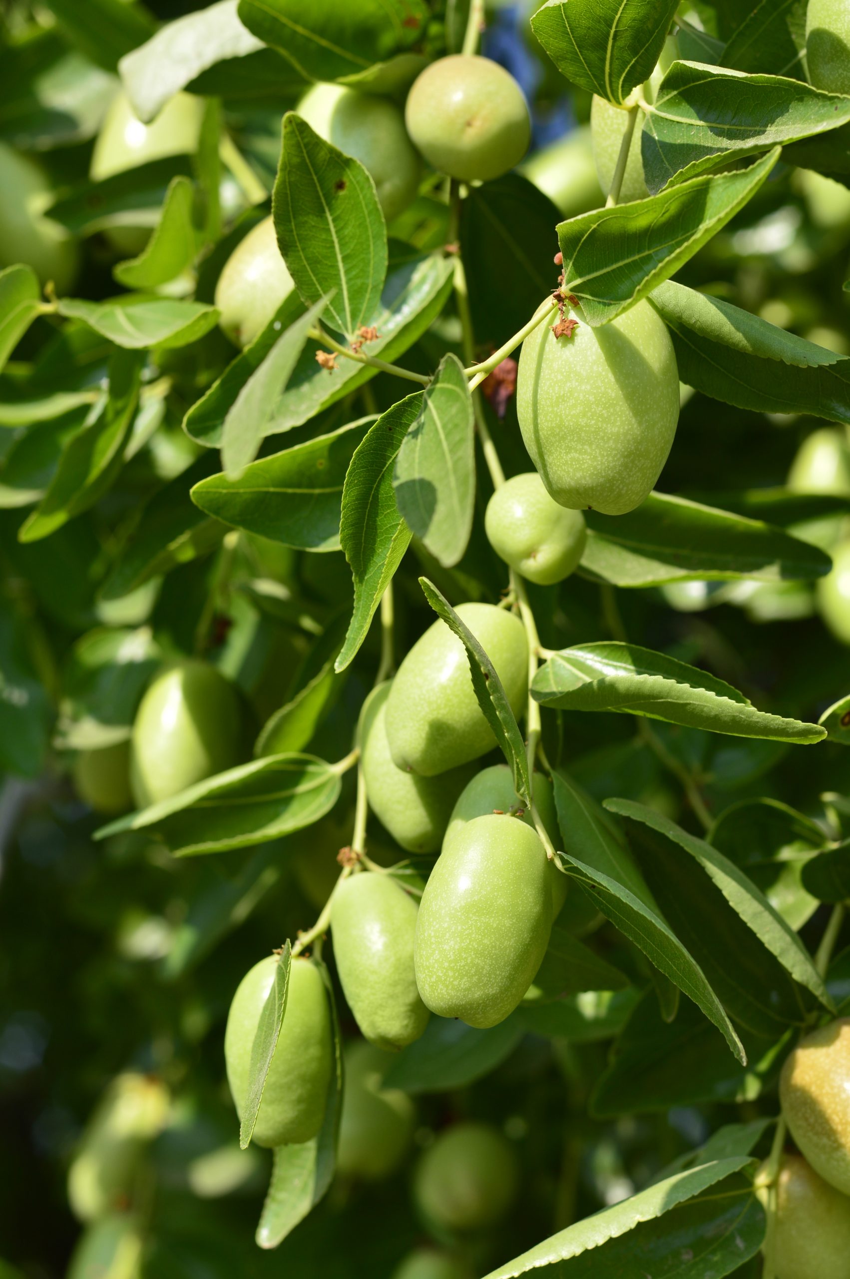 jojoba oil