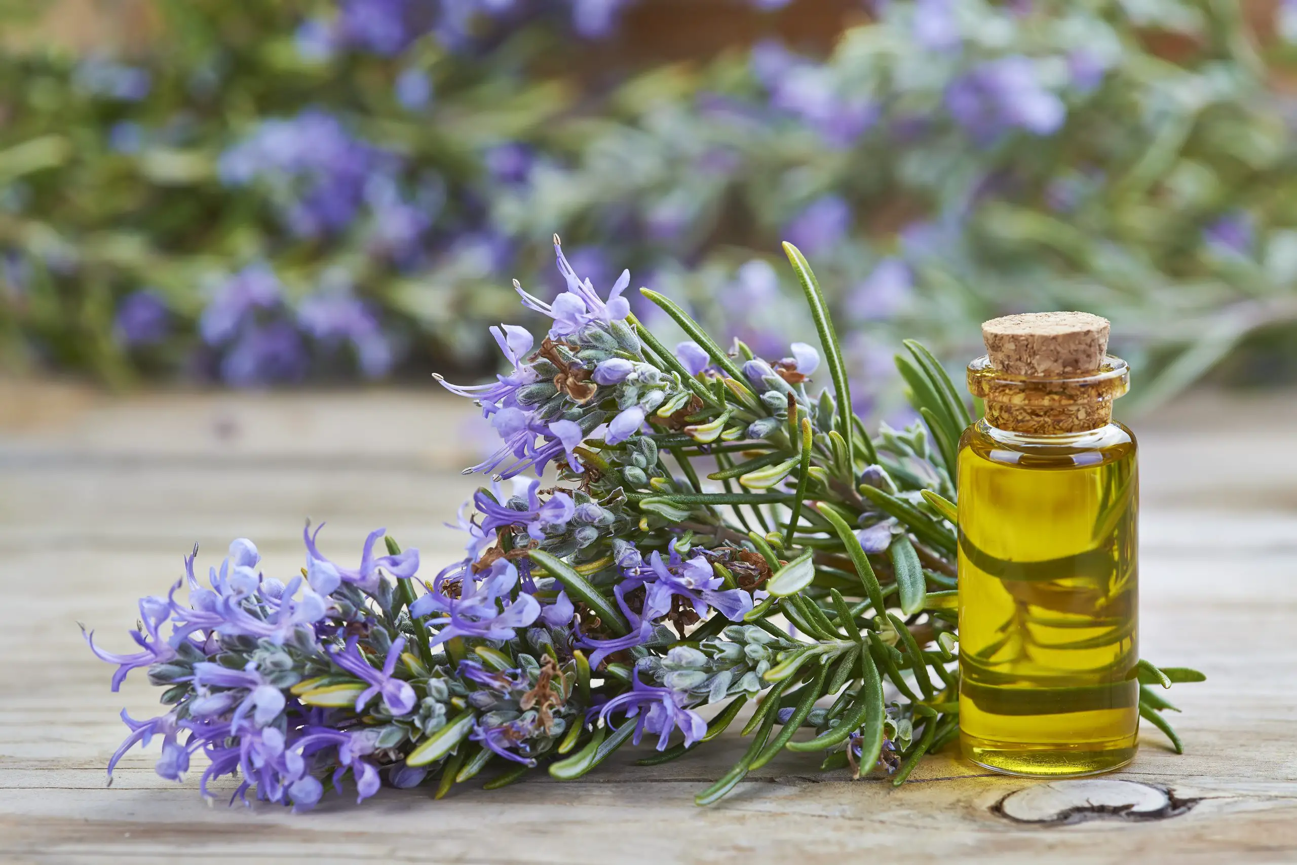 Rosemary Oil for Hair Growth: Does it Work?