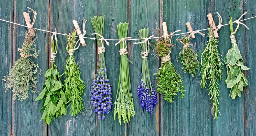 Best 12 Herbs for Hair Growt