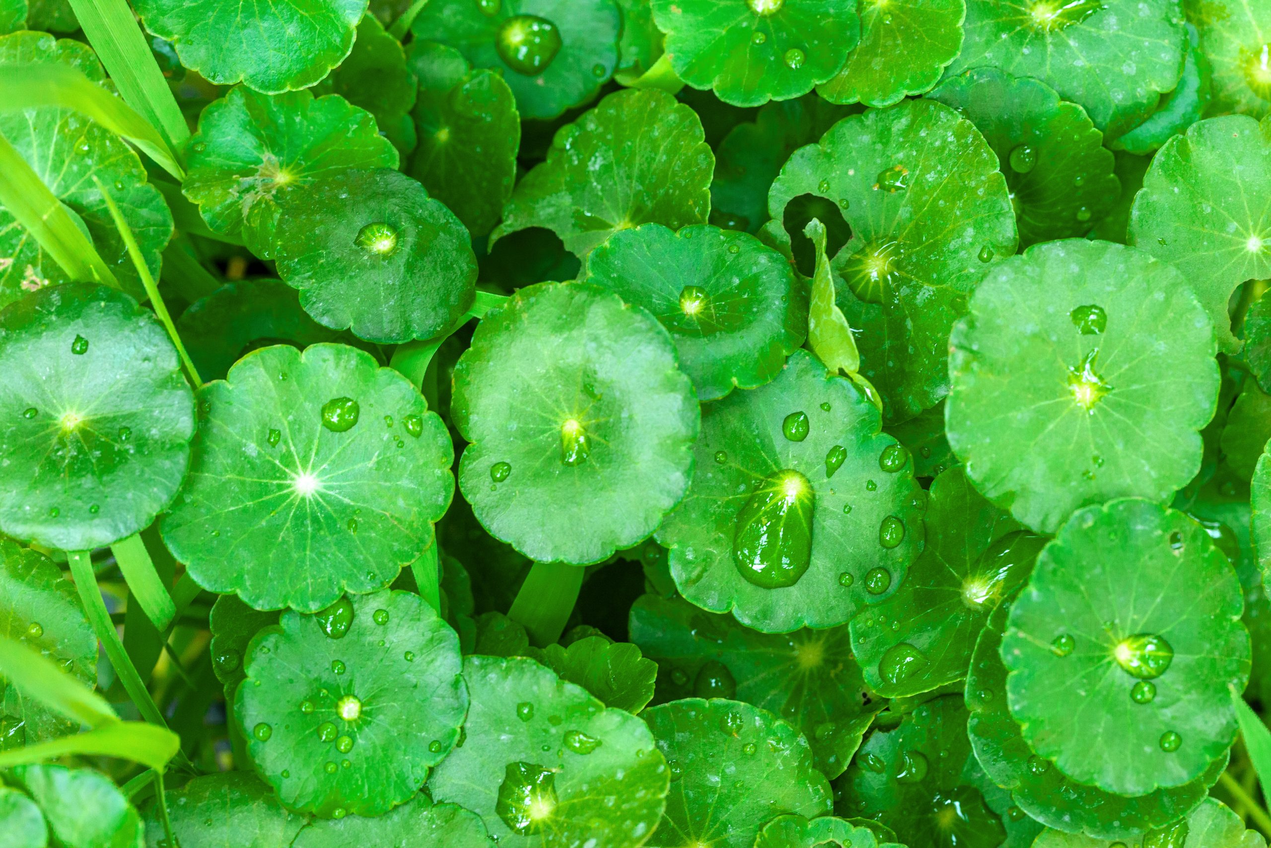 gotu kola