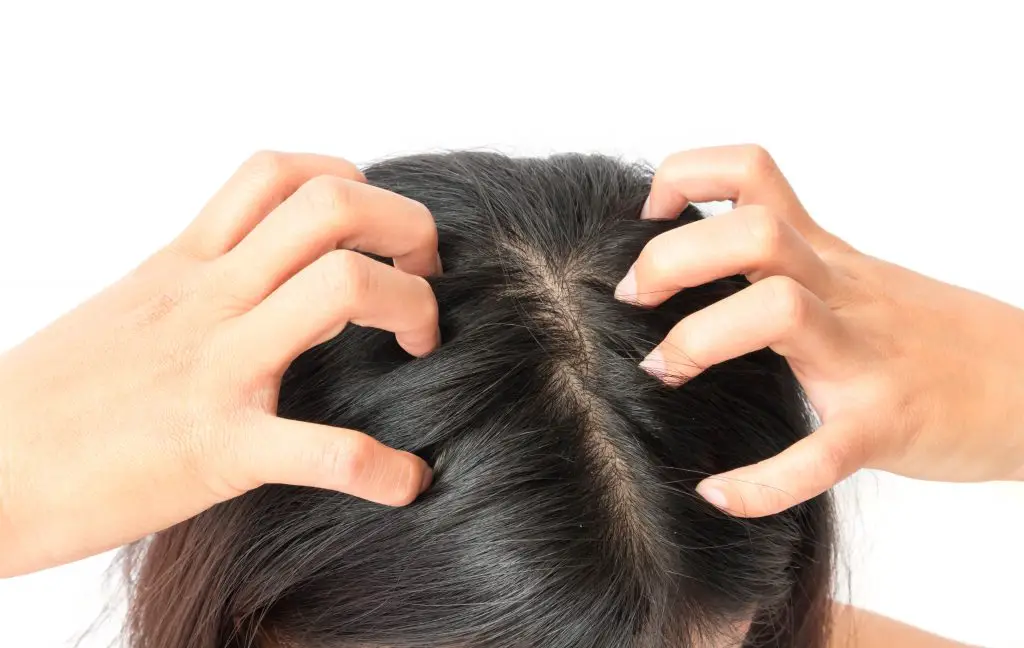 Oily Scalps Do They Cause Hair Loss? 2022 Hair Loss Geeks