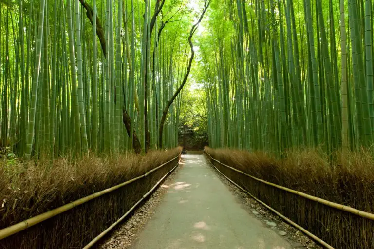 Bamboo Extract for Hair Growth: Worth It?