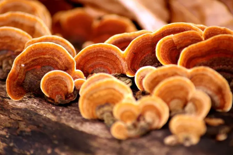 Reishi Mushrooms for Hair Loss: Truth or Myth