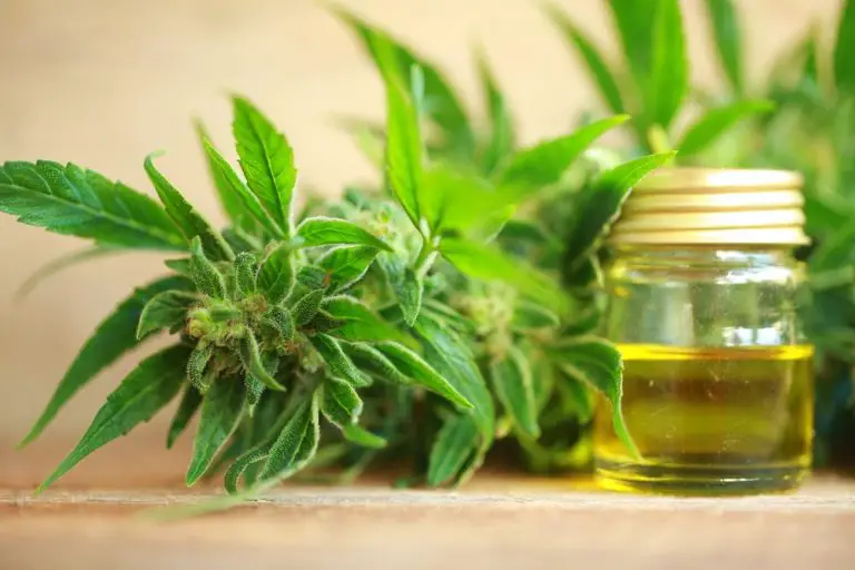 CBD Oil For Hair Growth: Can it Help?