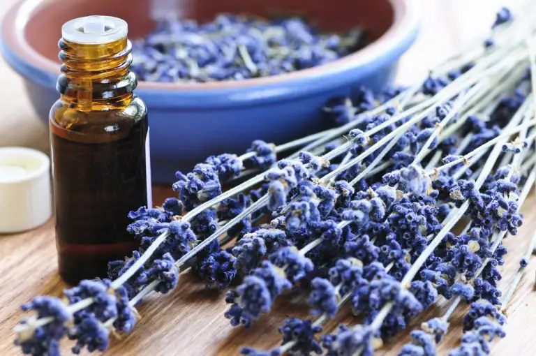 Lavender Oil For Hair Loss: Truth or Myth?