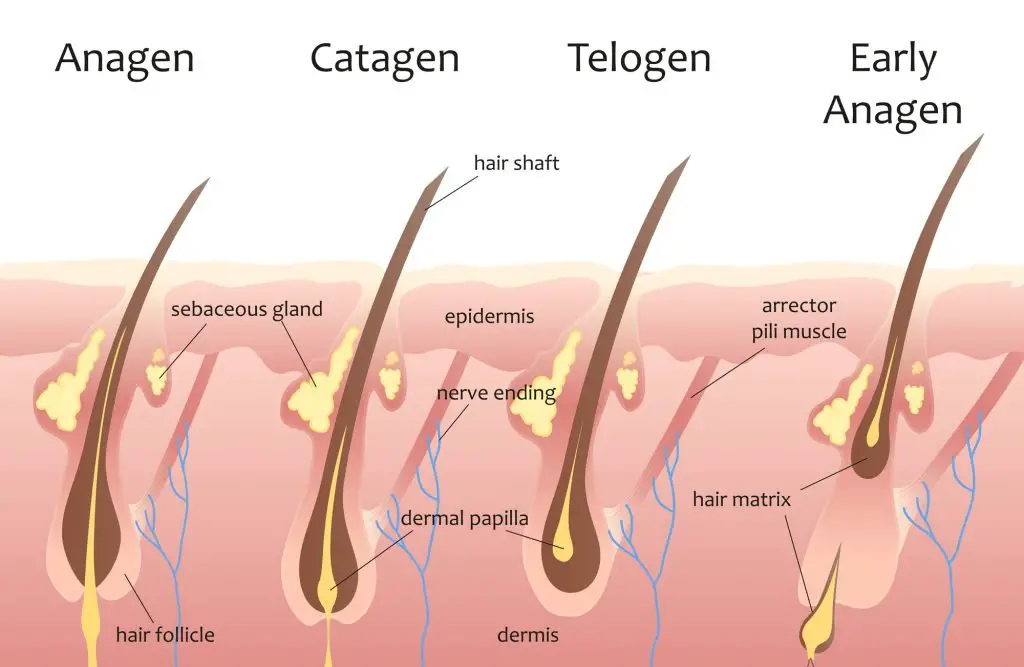 Folexin Review: Best Supplement for Healthy Hair?