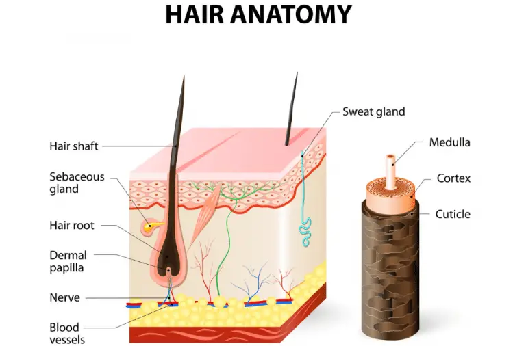 Hair Cuticle: Everything You Need to Know