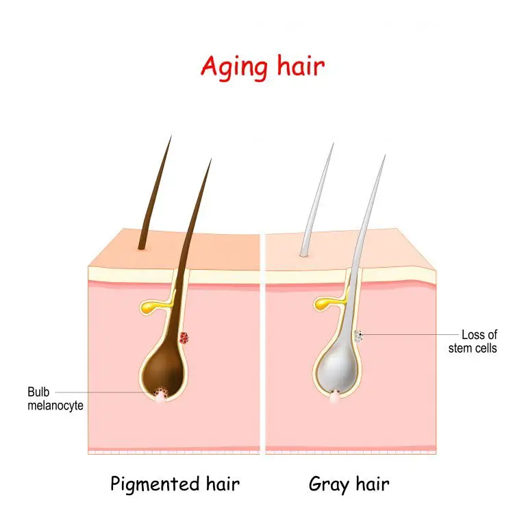 What Is Melanin And How Does It Affect Gray Hair?