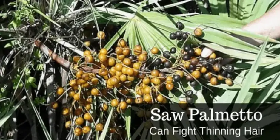 Saw Palmetto Hair Loss