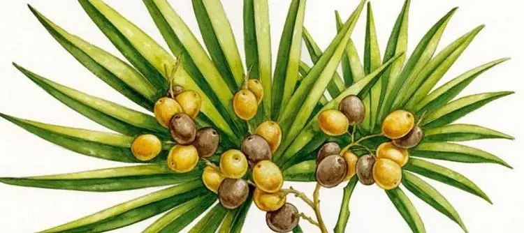 saw palmetto seeds