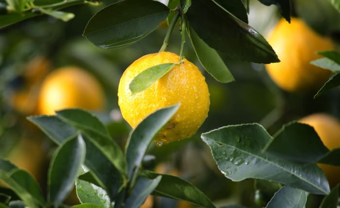 Citrus Fruits for hair loss treatment