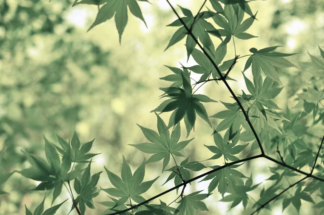 Rosemary leaves