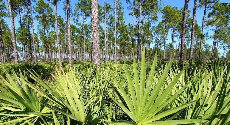 Saw Palmetto For Treating Hair Loss