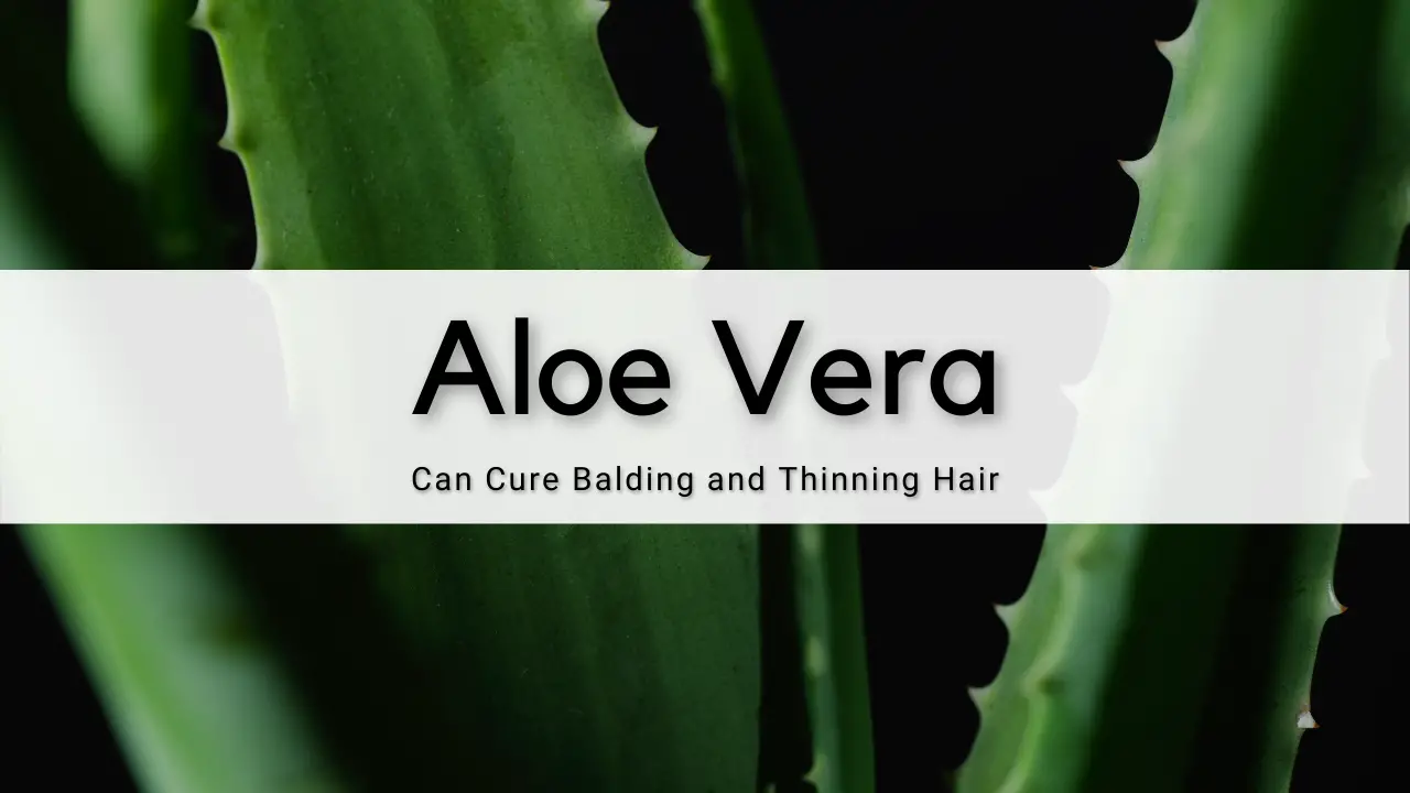 Aloe Vera for Hair Loss
