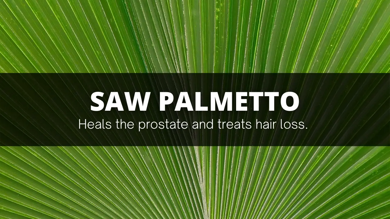 Saw palmetto