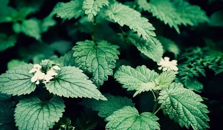 Stinging Nettle for hair loss