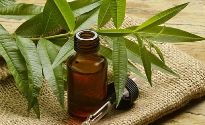 Tea Tree Oil for hair loss