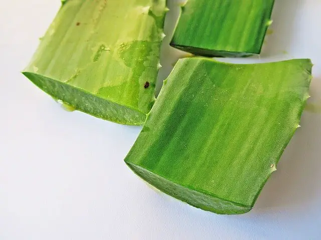 aloe vera provides one of the best treatments for hair loss