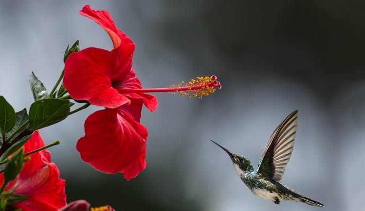 benefits of hibiscus powder for hair