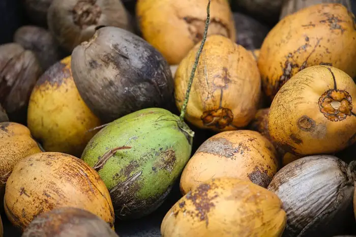 best coconut oil for hair growth