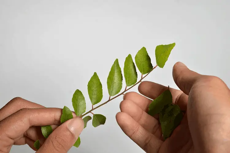 curry leaves for hair