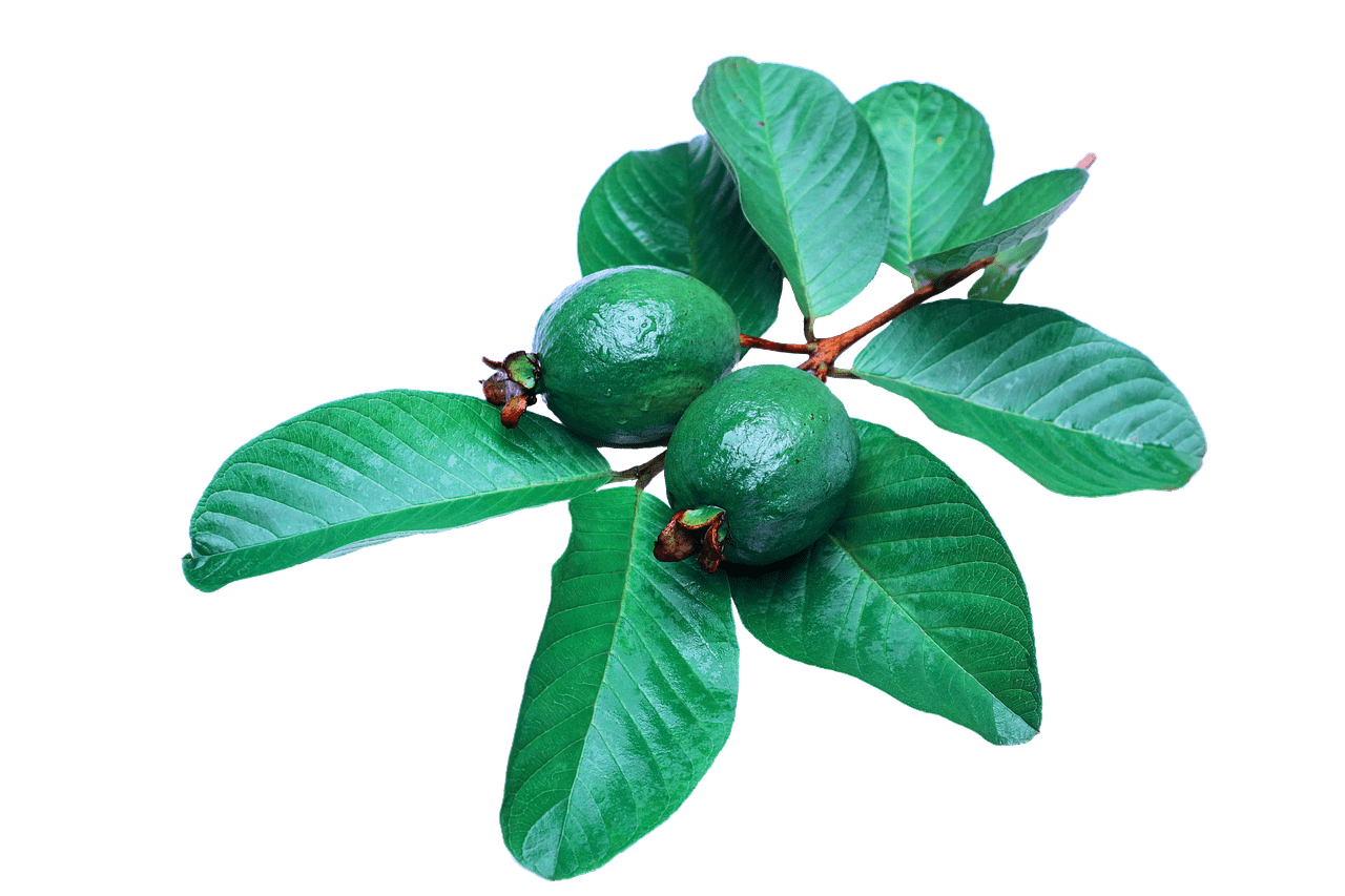 guava leaves and hair loss