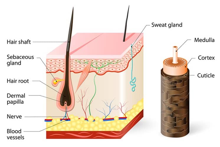 hair cuticle image