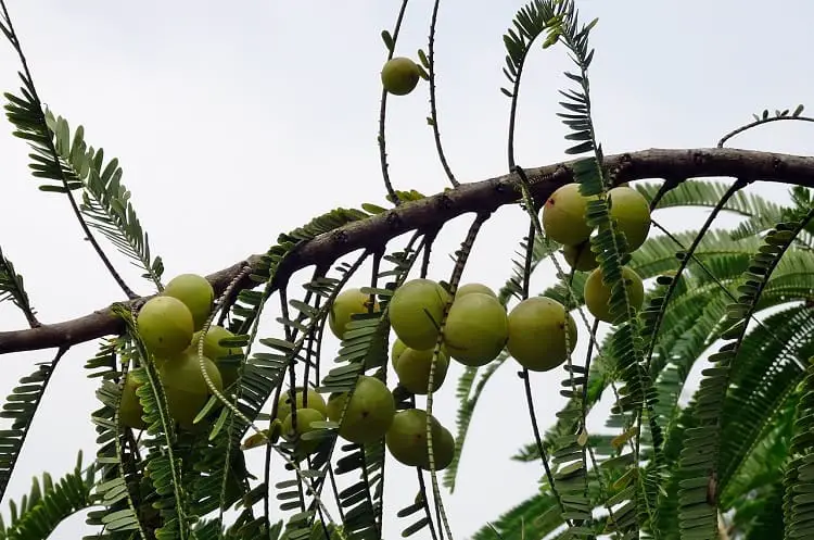 amla is an effective solution for hair loss