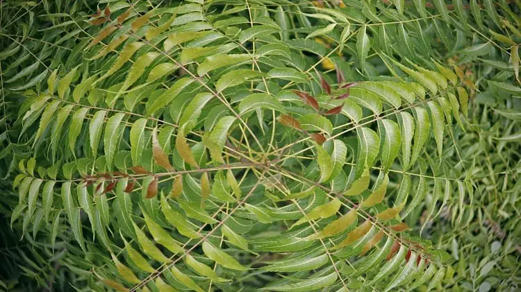 neem leaves hair loss