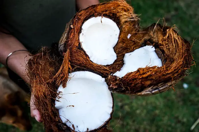 organic coconut oil for hair loss