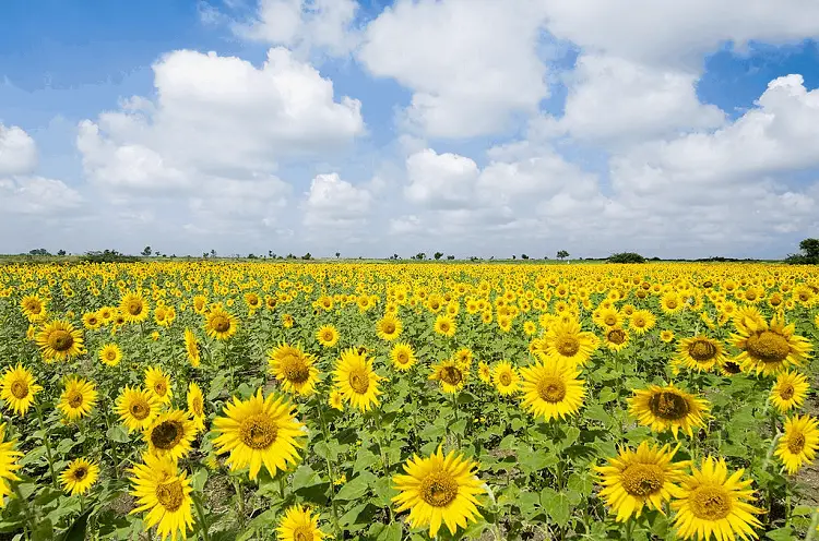 sunflower oil for hair growth