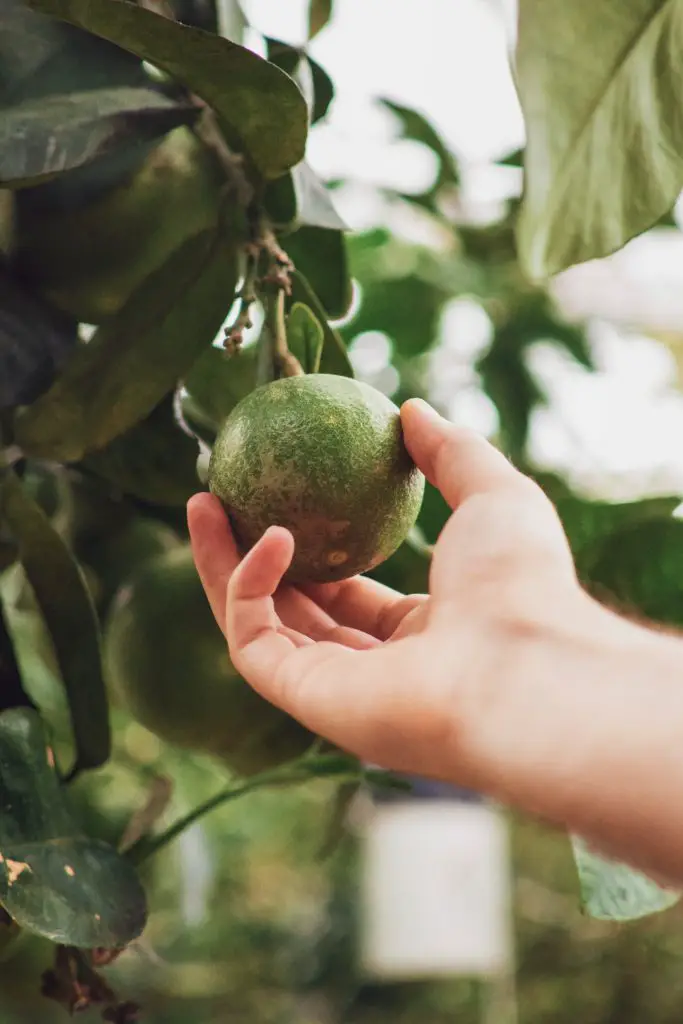 Avocado Seed Oil