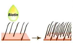 How Long Does It Take For Biotin To Work?