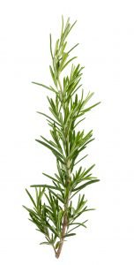 Does Rosemary Oil Grow Hair