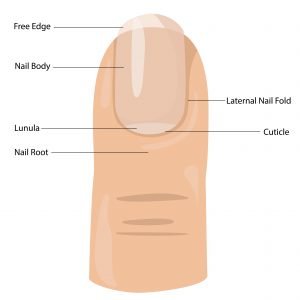 How Long Does It Take Biosil To Work